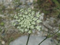 Daucus carota 2, Peen, Saxifraga-Jan van der Straaten