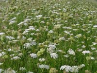 Daucus carota 25, Peen, Saxifraga-Ed Stikvoort