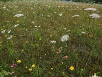 Daucus carota 28, Peen, Saxifraga-Hans Boll
