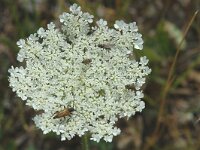 Daucus carota 3, Peen, Saxifraga-Jan van der Straaten