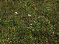 Daucus carota 30, Peen, Saxifraga-Hans Boll