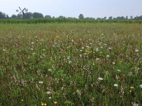 Daucus carota 35, Peen, Saxifraga-Hans Boll