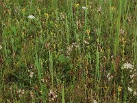 Daucus carota 36, Peen, Saxifraga-Hans Boll