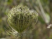 Daucus carota 38, Peen, Saxifraga-Willem van Kruijsbergen