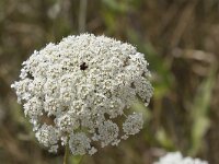 Daucus carota 39, Peen, Saxifraga-Willem van Kruijsbergen