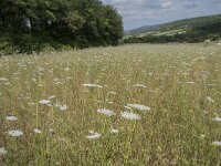 Daucus carota 40, Peen, Saxifraga-Willem van Kruijsbergen