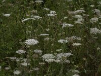 Daucus carota 43, Peen, Saxifraga-Jan van der Straaten