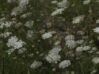 Daucus carota 45, Peen, Saxifraga-Jan van der Straaten