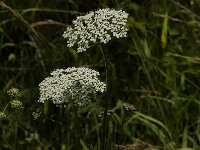 Daucus carota 48, Peen, Saxifraga-Jan van der Straaten