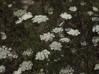 Daucus carota 49, Peen, Saxifraga-Jan van der Straaten