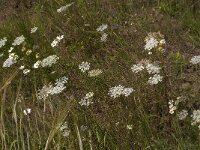 Daucus carota 50, Peen, Saxifraga-Jan van der Straaten