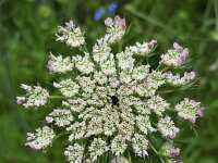 Queen Anne's lace (Daucus carota); purple flower in centre  Queen Anne's lace (Daucus carota); purple flower in centre : beauty, beauty in nature, bird's nest, bishop's lace, daucus carota, flora, floral, flower, flowering, flowers, many, natural, nature, petal, petals, plant, Queen Anne's lace, summer, summertime, umbel, umbels, vascular, white, wild carrot, growth, no people, nobody, outdoors, outside, purple