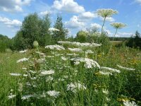 Daucus carota 6, Peen, Saxifraga-Mark Zekhuis