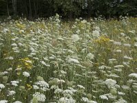 Daucus carota 64, Peen, Saxifraga-Willem van Kruijsbergen