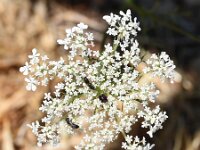 Daucus carota 67, Peen, Saxifraga-Sonja Bouwman  Z1. Wilde peen - Daucus carota - Apiaceae familie
