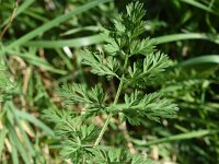 Daucus carota 69, Wilde peen, Saxifraga-Sonja Bouwman