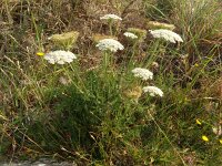 Daucus carota 72, Peen, Saxifraga-Hans Grotenhuis