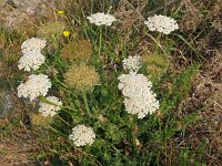 Daucus carota 73, Peen, Saxifraga-Hans Grotenhuis