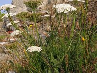 Daucus carota 74, Peen, Saxifraga-Hans Grotenhuis