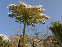 Daucus carota 76, Peen, Saxifraga-Hans Grotenhuis