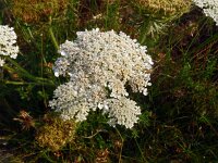 Daucus carota 77, Peen, Saxifraga-Hans Grotenhuis