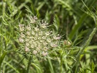 Daucus carota 79, Peen, Saxifraga-Jan van der Straaten