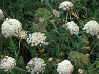 Daucus carota ssp maritimus 7, Saxifraga-Piet Zomerdijk