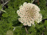 Daucus halophilus 4, Saxifraga-Jan van der Straaten