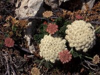 Daucus halophilus 7, Saxifraga-Piet Zomerdijk