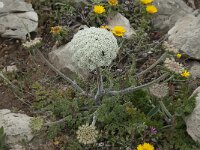 Daucus halophilus 8, Saxifraga-Willem van Kruijsbergen