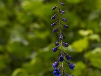 Hoge ridderspoor  Delphinium elatum