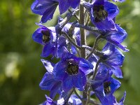 Delphinium elatum ssp elatum 2, Saxifraga-Jan van der Straaten