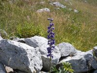 Delphinium fissum 2, Saxifraga-Jasenka Topic