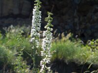 Delphinium schmalhausenii 2, Saxifraga-Ed Stikvoort