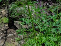 Delphinium schmalhausenii 4, Saxifraga-Ed Stikvoort