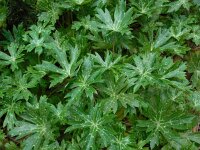 Delphinium staphisagria 3, Saxifraga-Ed Stikvoort