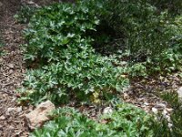 Delphinium staphisagria 4, Saxifraga-Ed Stikvoort