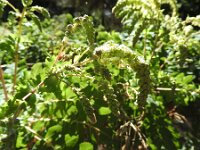 Dendriopoterium pulidoi