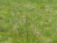 Deschampsia cespitosa 2, Ruwe smele, Saxifraga-Jasenka Topic