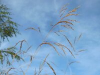 Deschampsia cespitosa 22, Ruwe smele, Saxifraga-Ed Stikvoort
