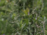 Deschampsia cespitosa 3, Ruwe smele, Saxifraga-Peter Meininger