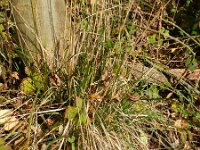 Deschampsia cespitosa 4, Ruwe smele, Saxifraga-Rutger Barendse