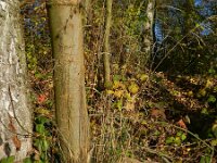 Deschampsia cespitosa 5, Ruwe smele, Saxifraga-Rutger Barendse