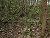 Deschampsia cespitosa 8, Ruwe smele, Saxifraga-Hans Boll
