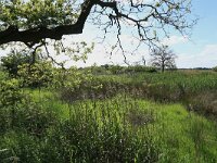 Deschampsia cespitosa 9, Ruwe smele, Saxifraga-Hans Boll