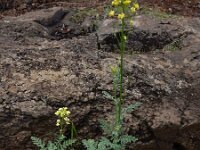 Descurainia millefolia 3, Saxifraga-Ed Stikvoort