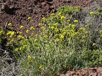 Descurainia millefolia 5, Saxifraga-Hans Grotenhuis