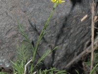 Descurainia preauxiana 1, Saxifraga-Rutger Barendse