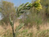 Descurainia sophia 4, Sofiekruid, Saxifraga-Jasenka Topic