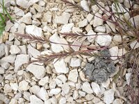 Desmazeria rigida 4, Stijf hardgras, Saxifraga-Jasenka Topic